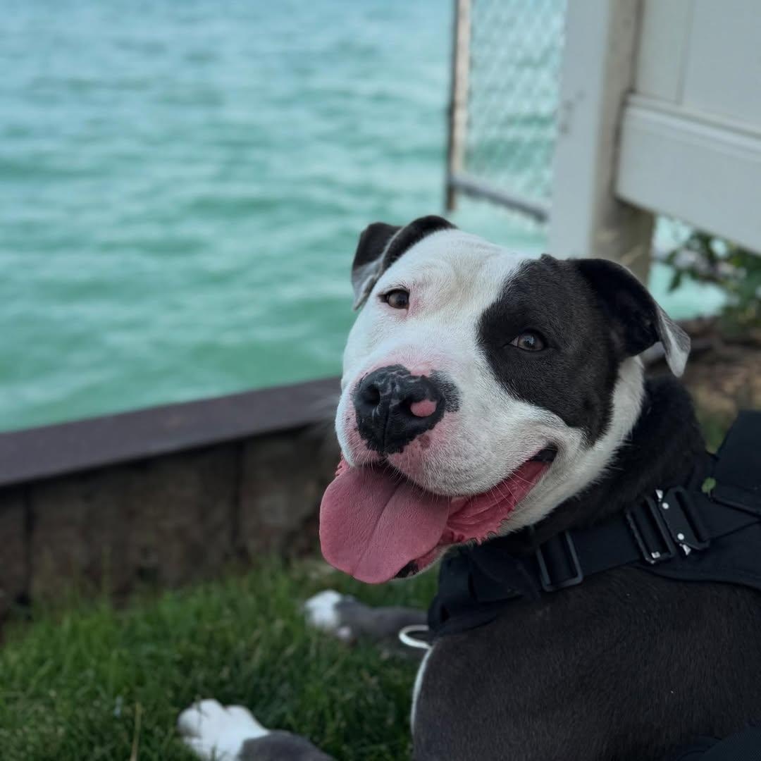 Hugo