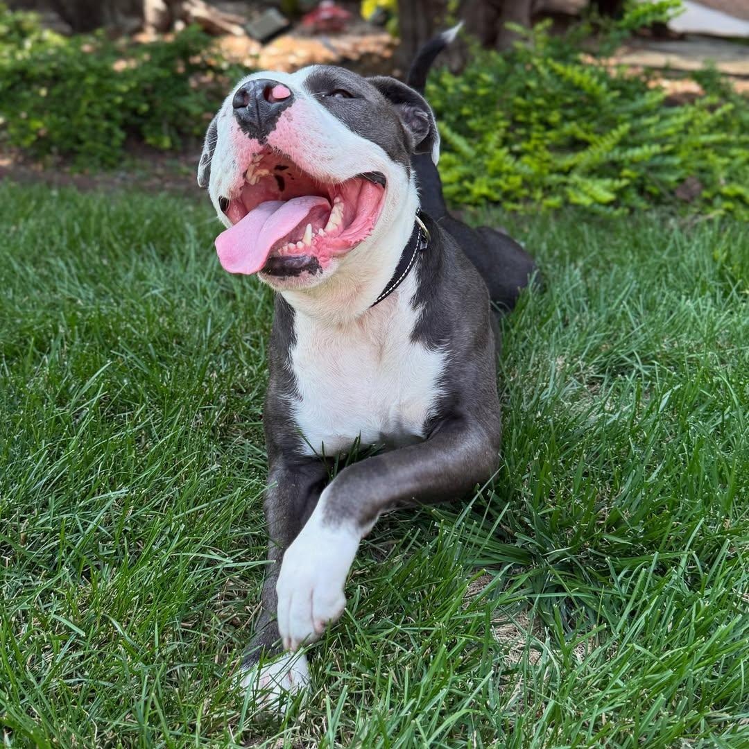 Hugo
