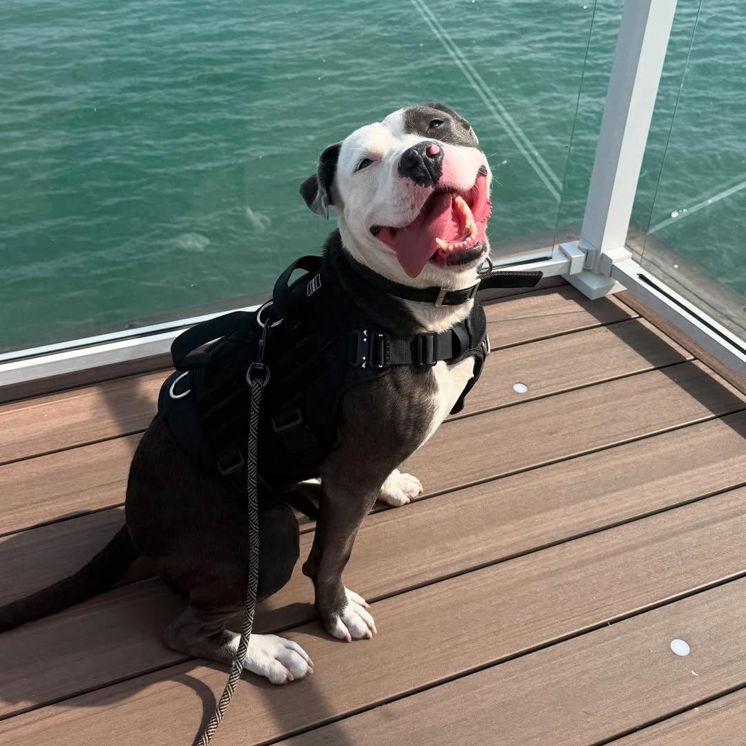 Hugo