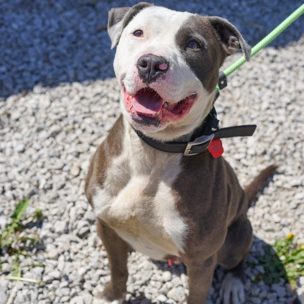 Hugo, Young Male Pit Bull Terrier