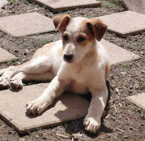 Wendy Chimes, Adoptable, Puppy Female Mixed Breed.