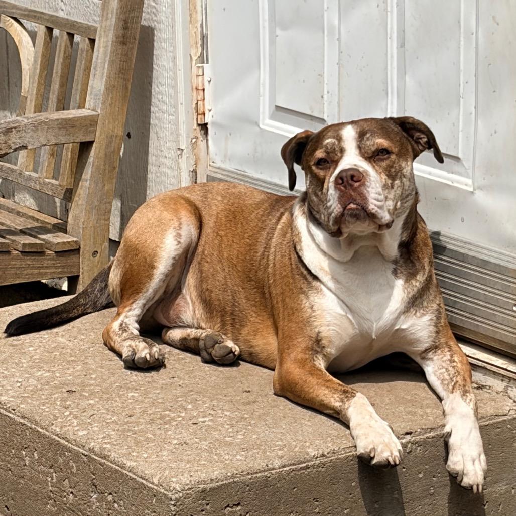 Finn 2201, Adoptable, Adult Male English Bulldog.