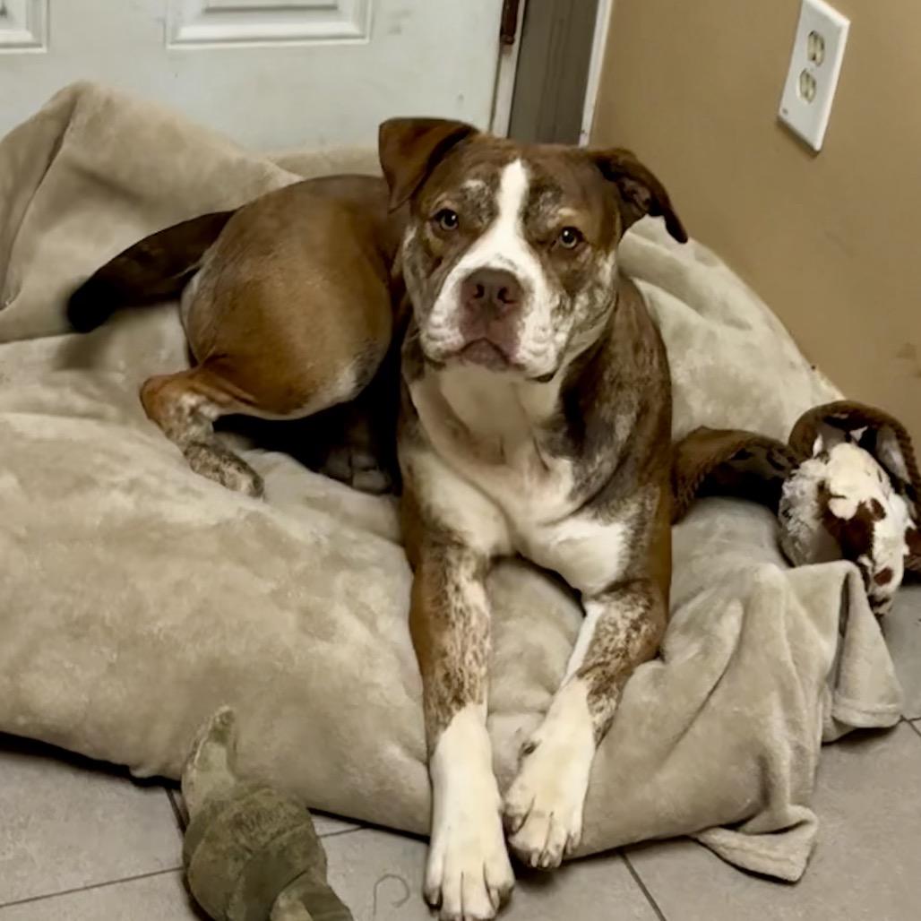 Enlarge Finn 2201, a Adoptable English Bulldog in Kansas City, MO image 5/6