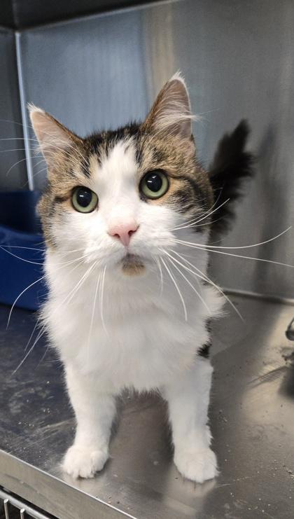 Sylvester thumbnail 2