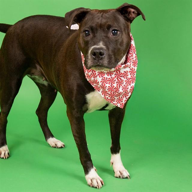 Enlarge MAGGIE, a Adoptable mixed breed in Saint Louis, MO image 1/1