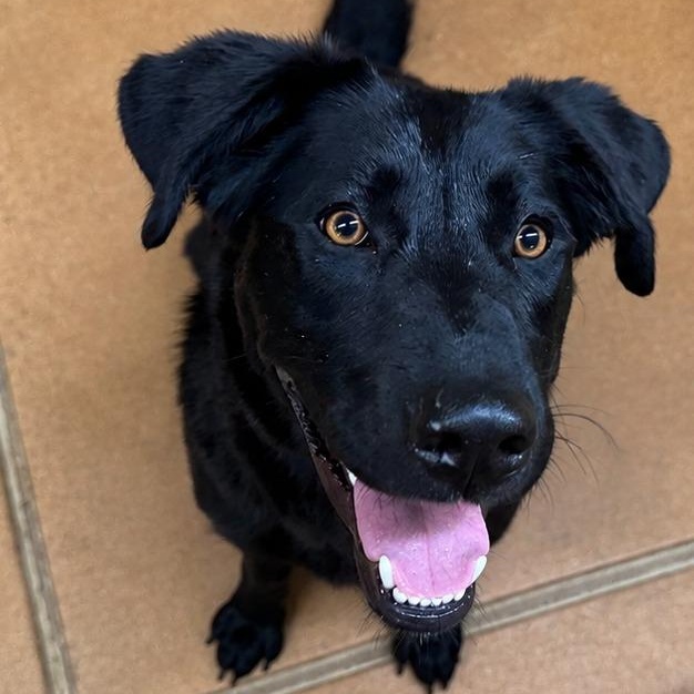 Enlarge Sunny, an adopted mixed breed in Thayne, WY image 1/1