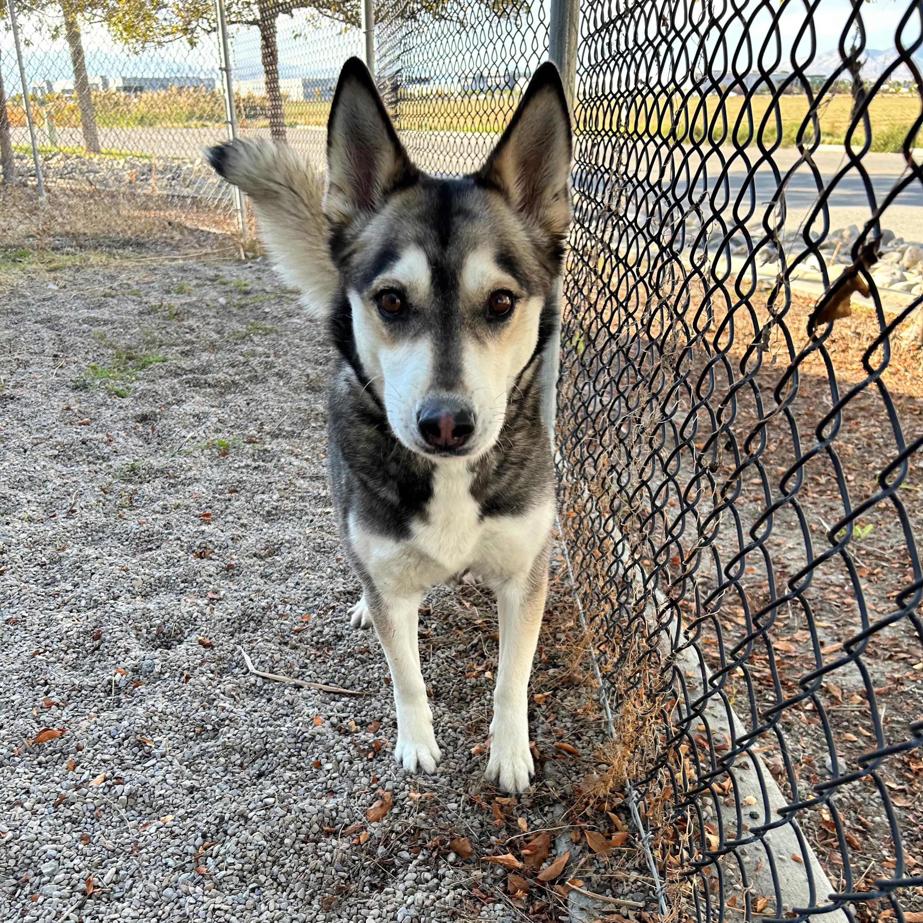 Enlarge Fable, a Adopted mixed breed in Lindon, UT image 2/4