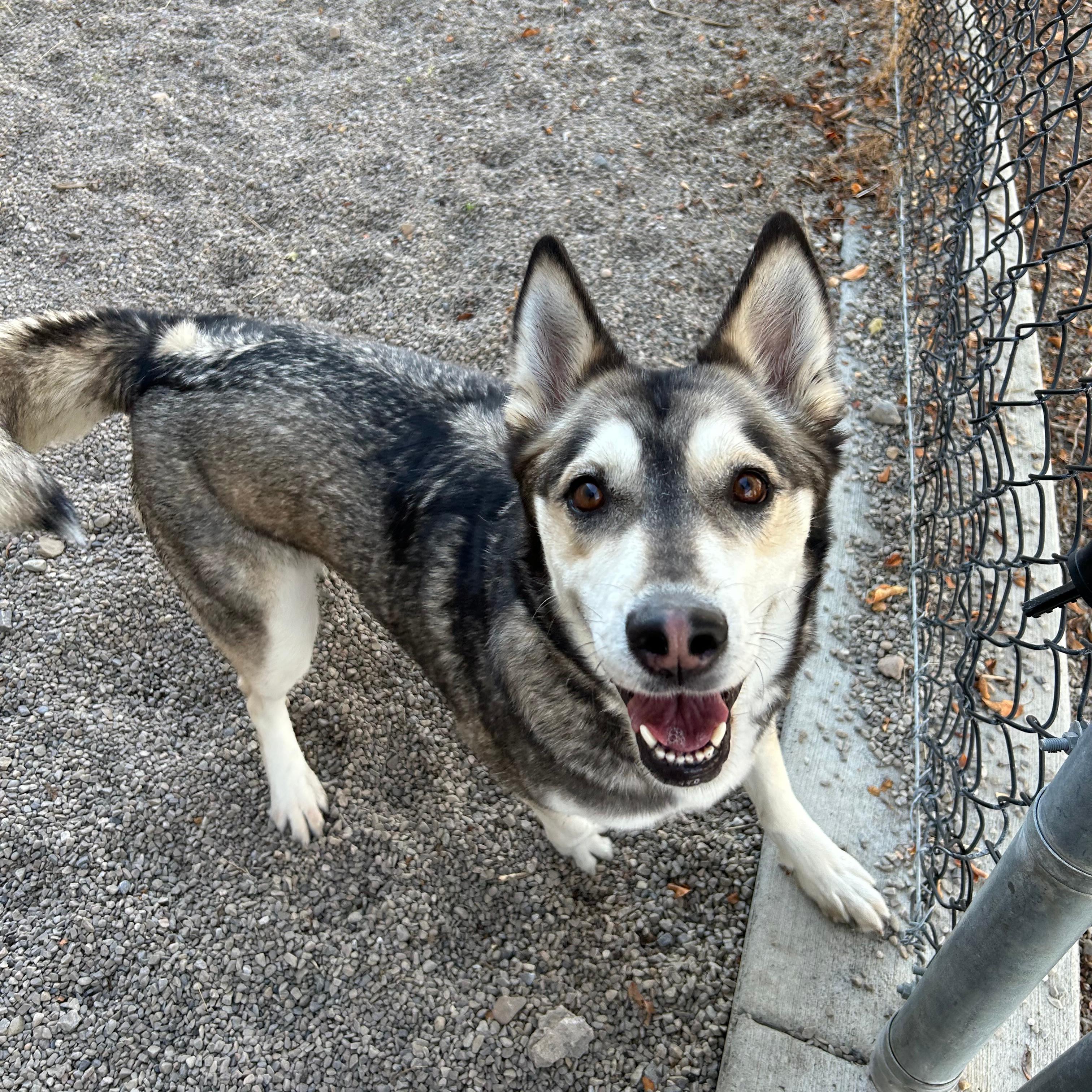 Enlarge Fable, a Adopted mixed breed in Lindon, UT image 3/4
