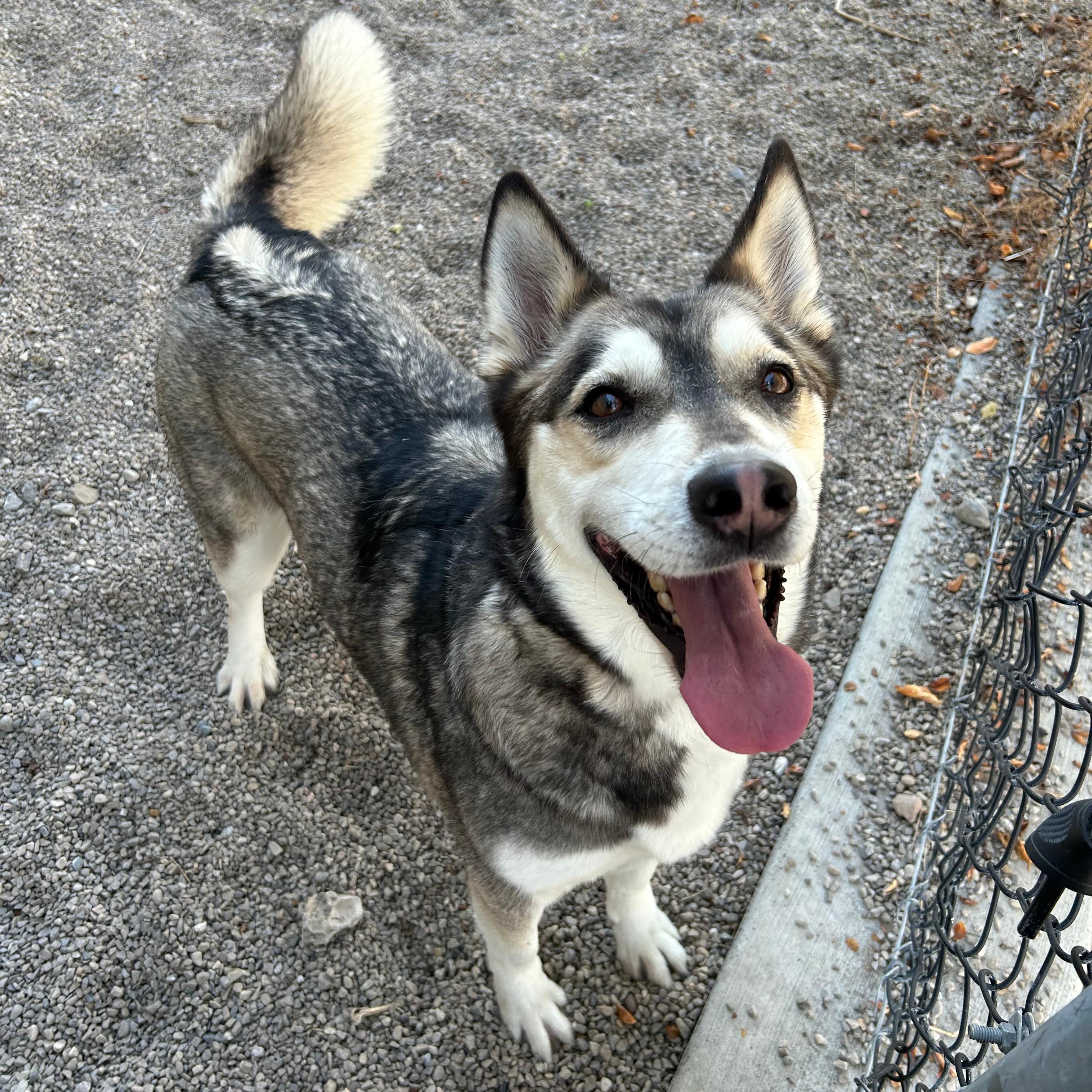 Fable, Adopted, Adult Female Husky.