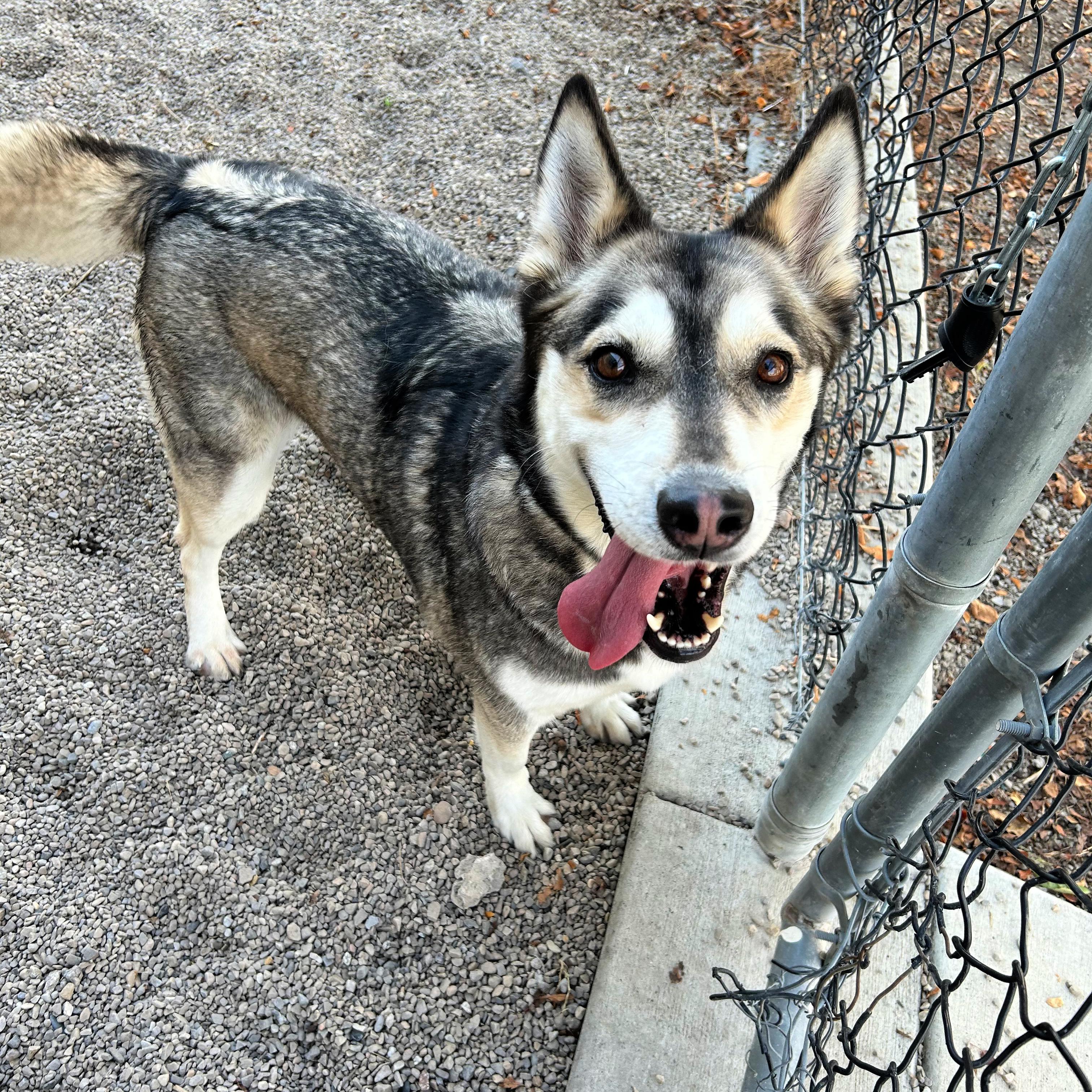 Enlarge Fable, a Adopted mixed breed in Lindon, UT image 4/4
