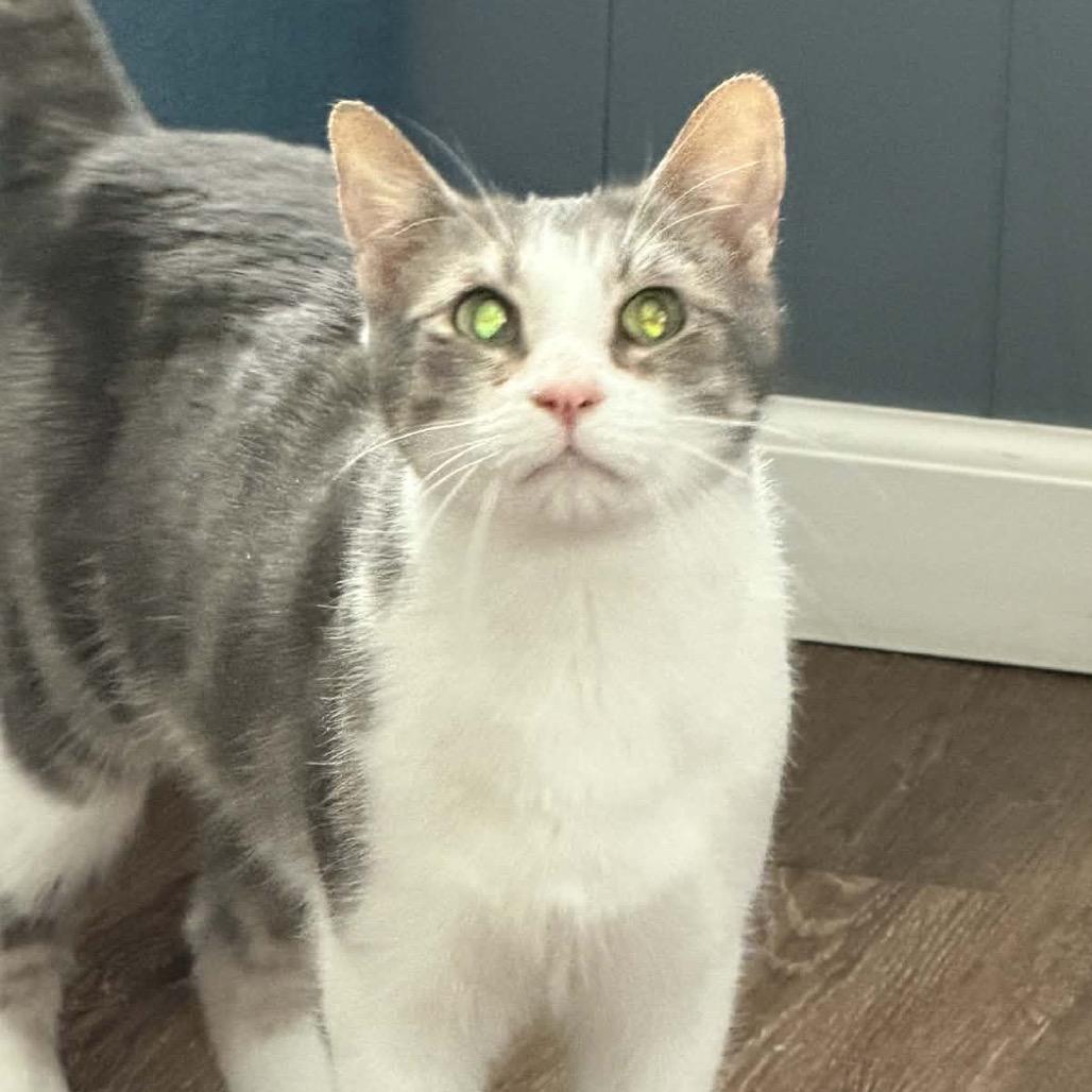 Earl, a Adoptable Domestic Short Hair in Edwards, IL image 1/6