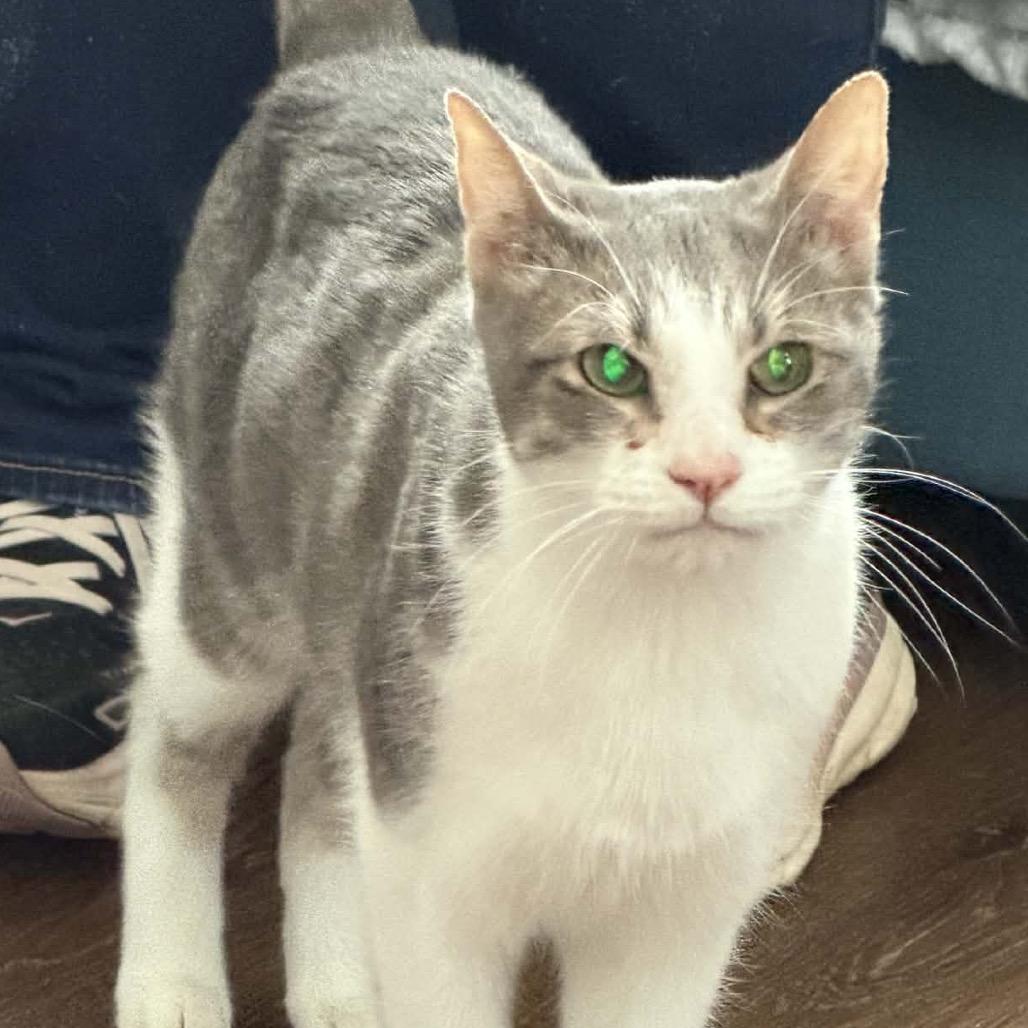 Earl, a Adoptable Domestic Short Hair in Edwards, IL image 2/6