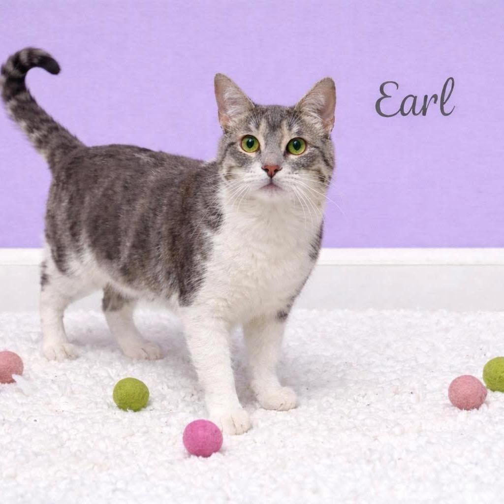 Earl, a Adoptable Domestic Short Hair in Edwards, IL image 3/6