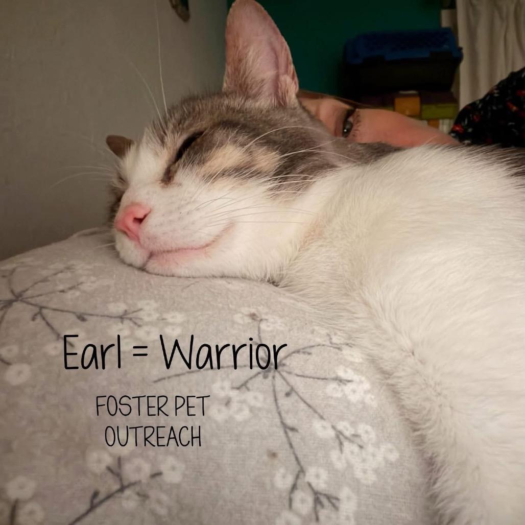 Earl, a Adoptable Domestic Short Hair in Edwards, IL image 4/6
