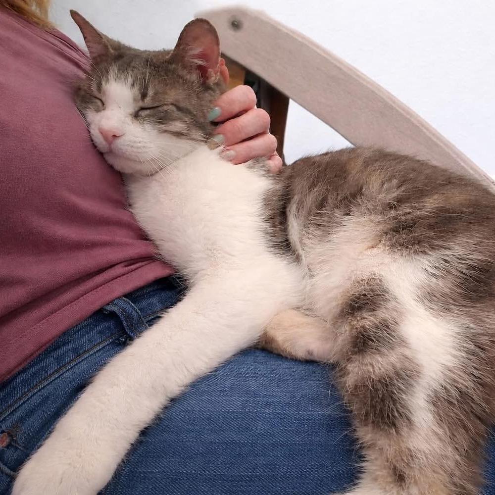 Earl, a Adoptable Domestic Short Hair in Edwards, IL image 5/6