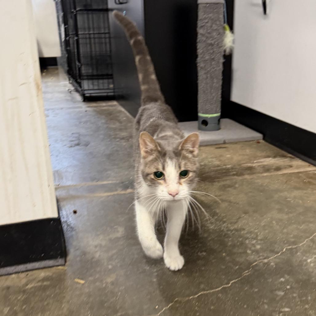 Earl, a Adoptable Domestic Short Hair in Edwards, IL image 6/6