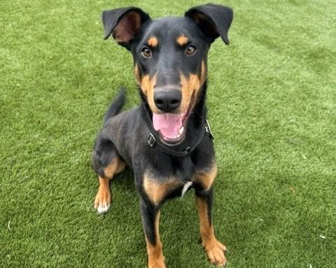 DIESEL, Adoptable, Young Male Doberman Pinscher & Mixed Breed.