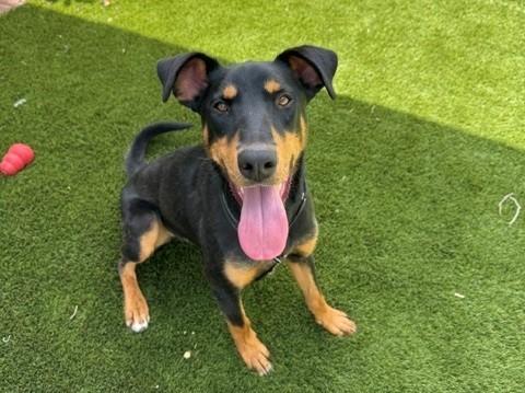 DIESEL, Adoptable, Young Male Doberman Pinscher & Mixed Breed.