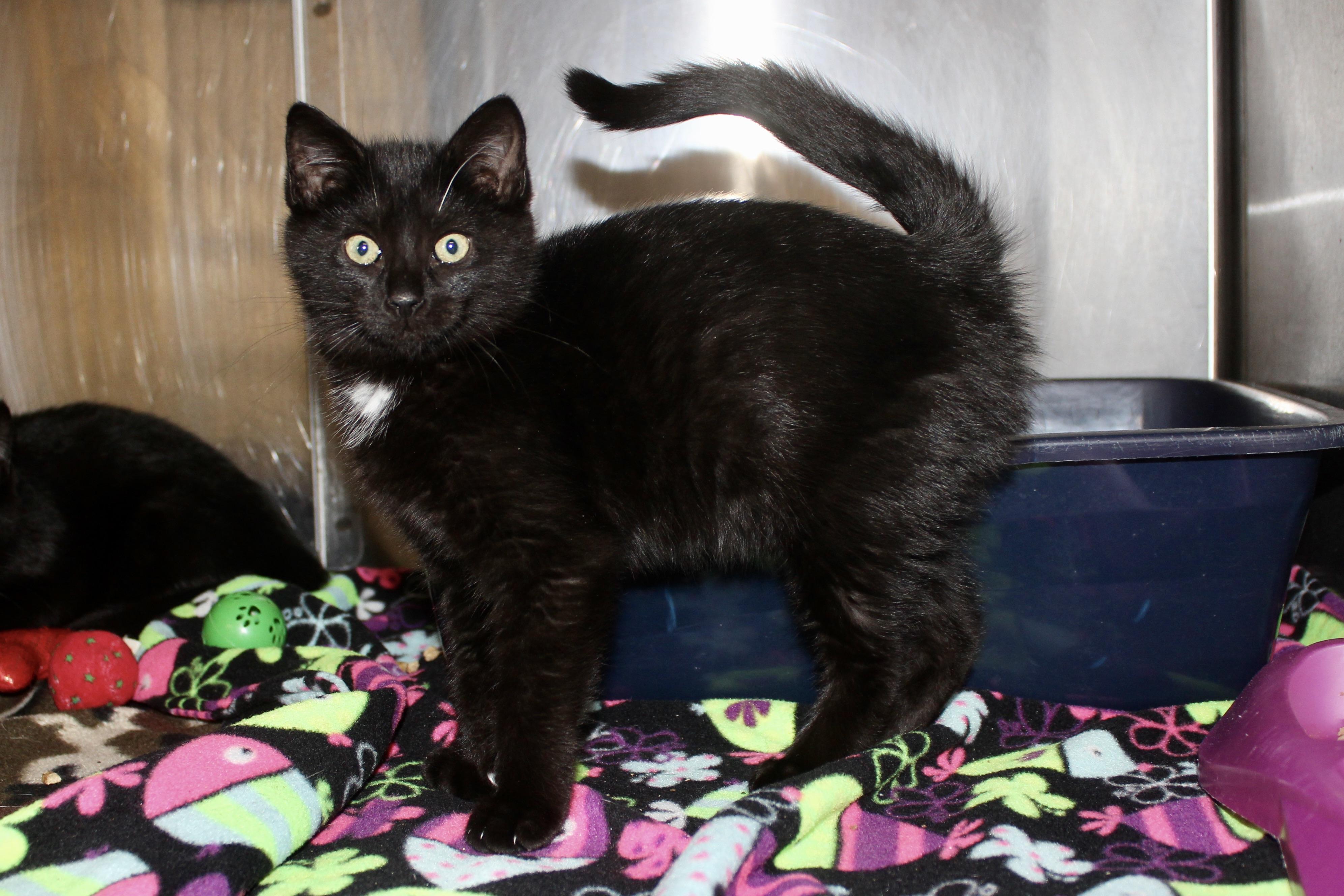 Enlarge FLYERO, an adopted Domestic Medium Hair in Brazil, IN image 1/1