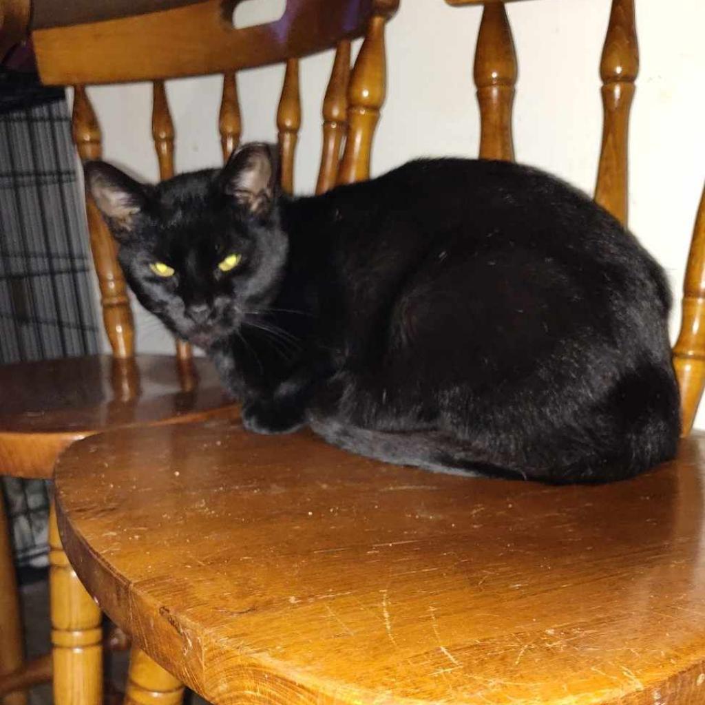 Enlarge Binky, a Adoptable Domestic Short Hair in Hinesville, GA image 1/1