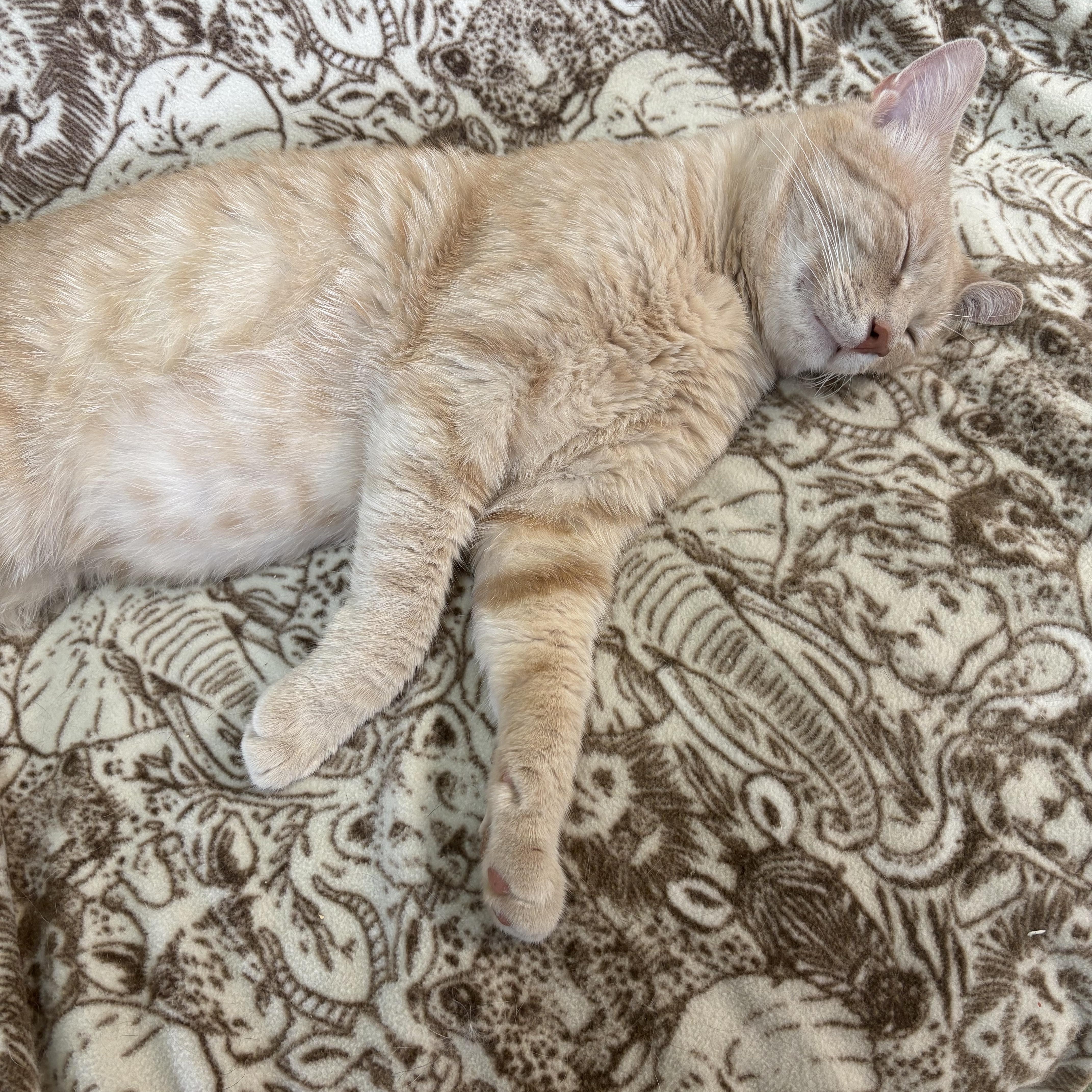 Enlarge Marcus, a ADOPTABLE Domestic Short Hair in Wilder, KY image 1/1