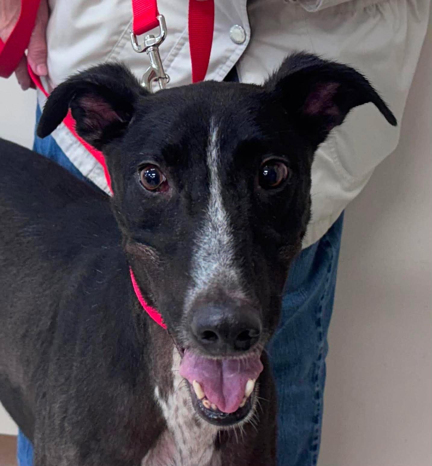 Dodgeball, Adoptable, Adult Male Greyhound & Hound.