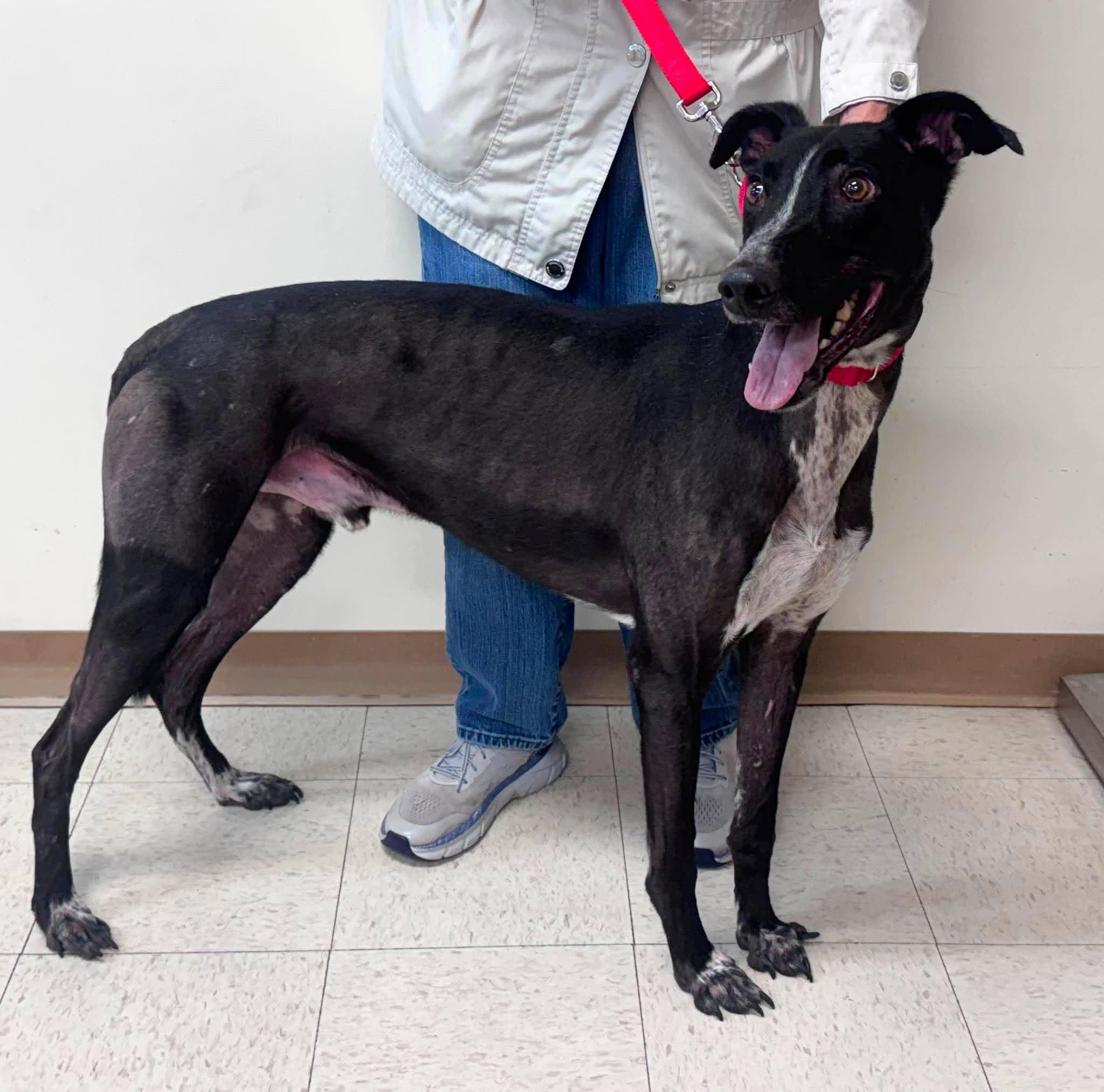Enlarge Dodgeball, a Adoptable mixed breed in Westerville, OH image 3/5