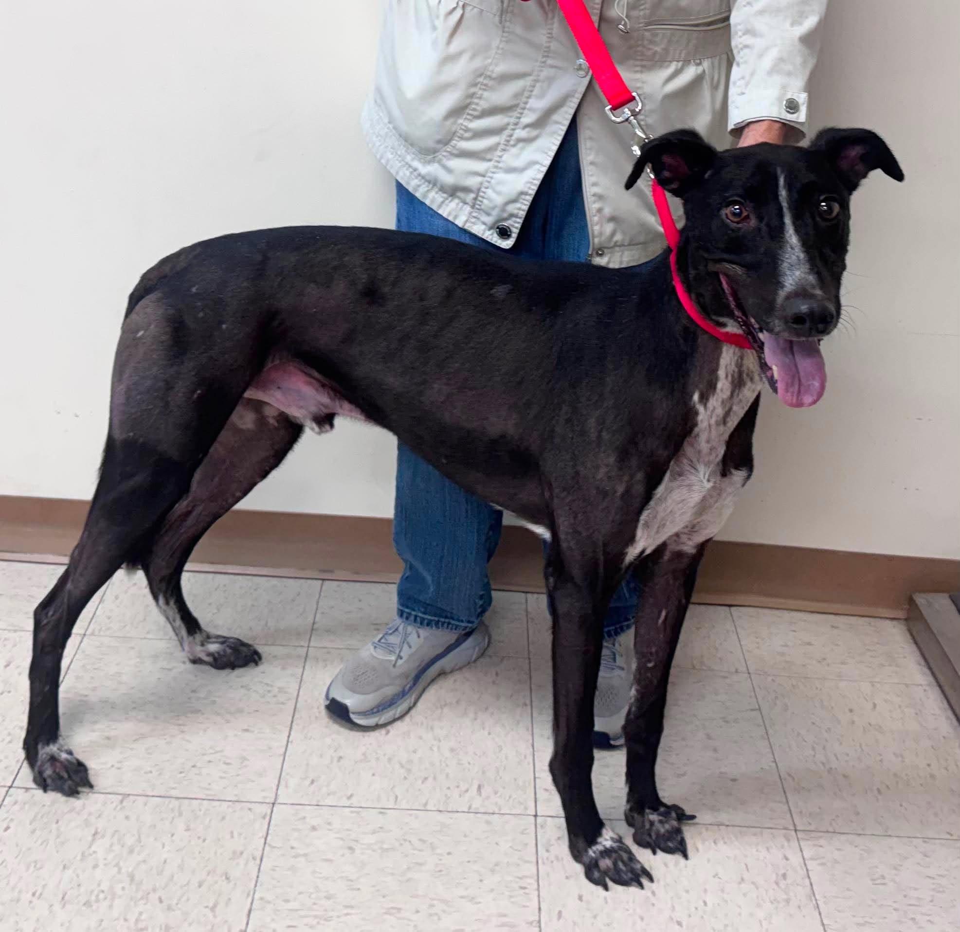 Enlarge Dodgeball, a Adoptable mixed breed in Westerville, OH image 4/5