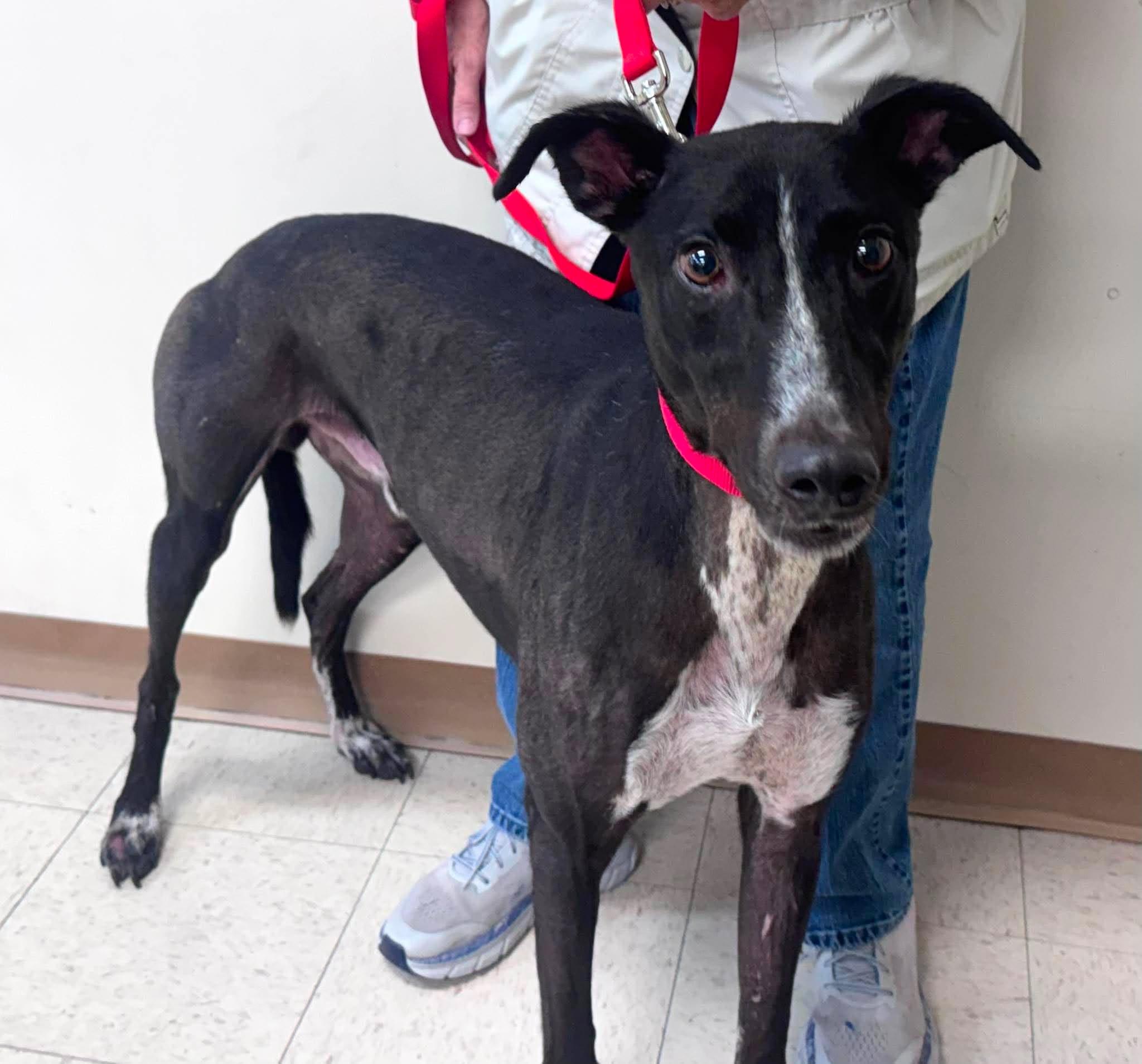 Enlarge Dodgeball, a Adoptable mixed breed in Westerville, OH image 5/5