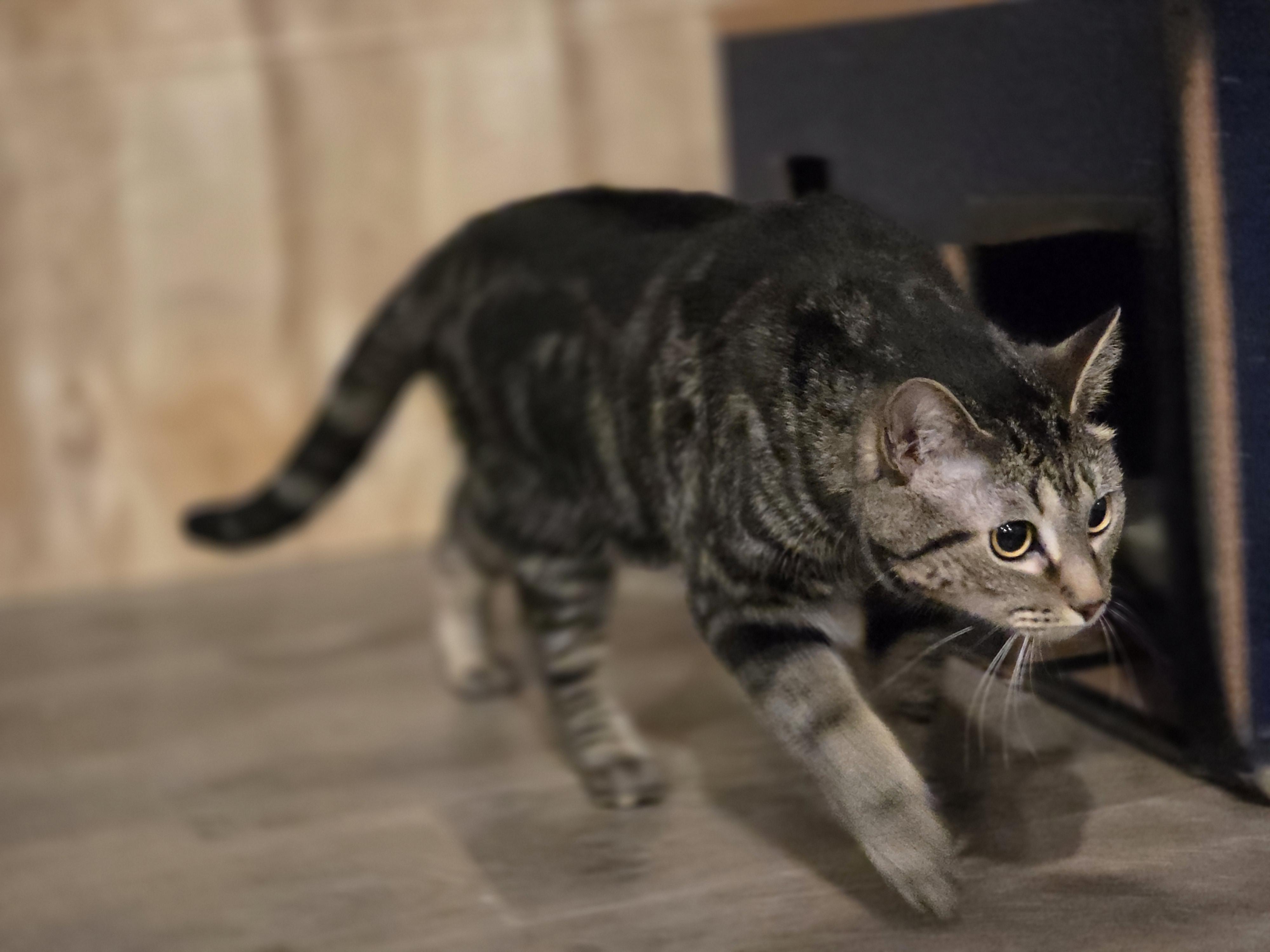 Enlarge Moon, a ADOPTABLE Domestic Short Hair in Royse City, TX image 4/4