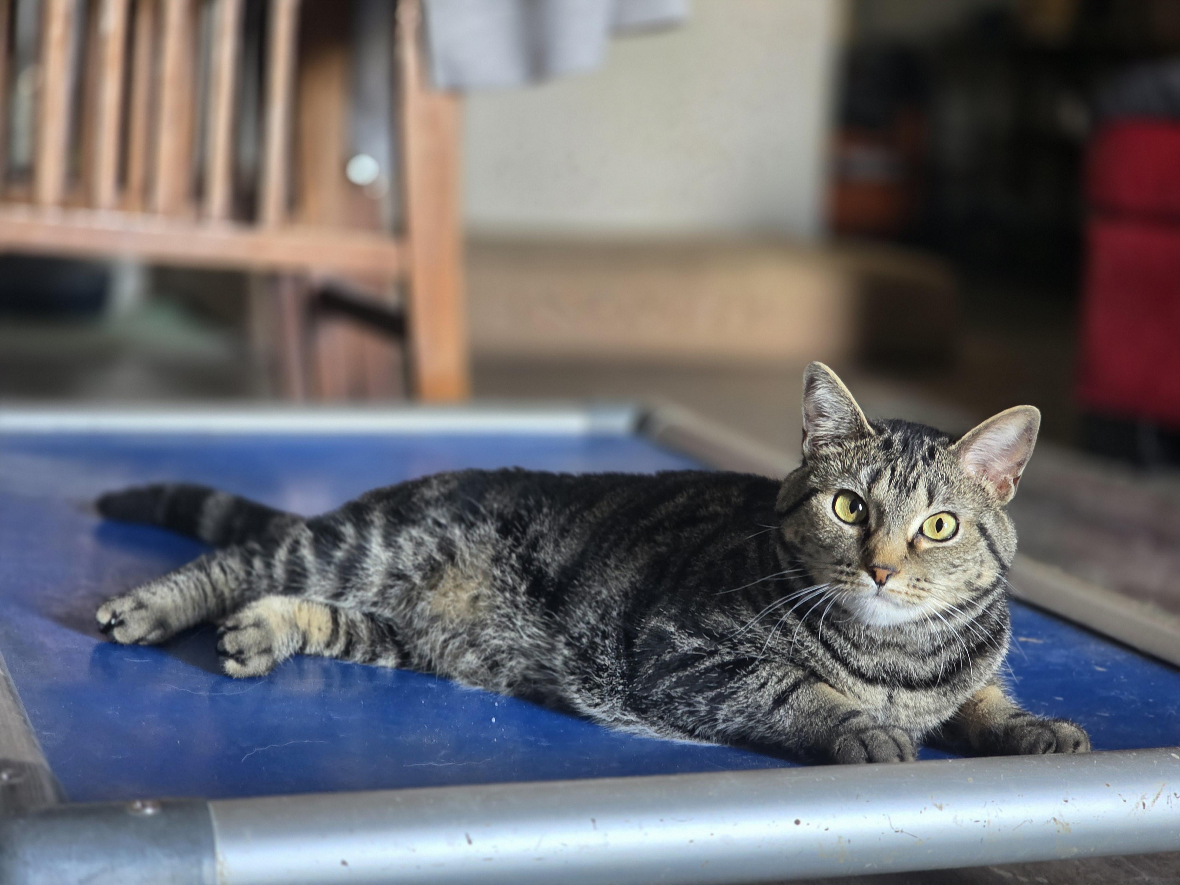 Enlarge Moon, a ADOPTABLE Domestic Short Hair in Royse City, TX image 2/4