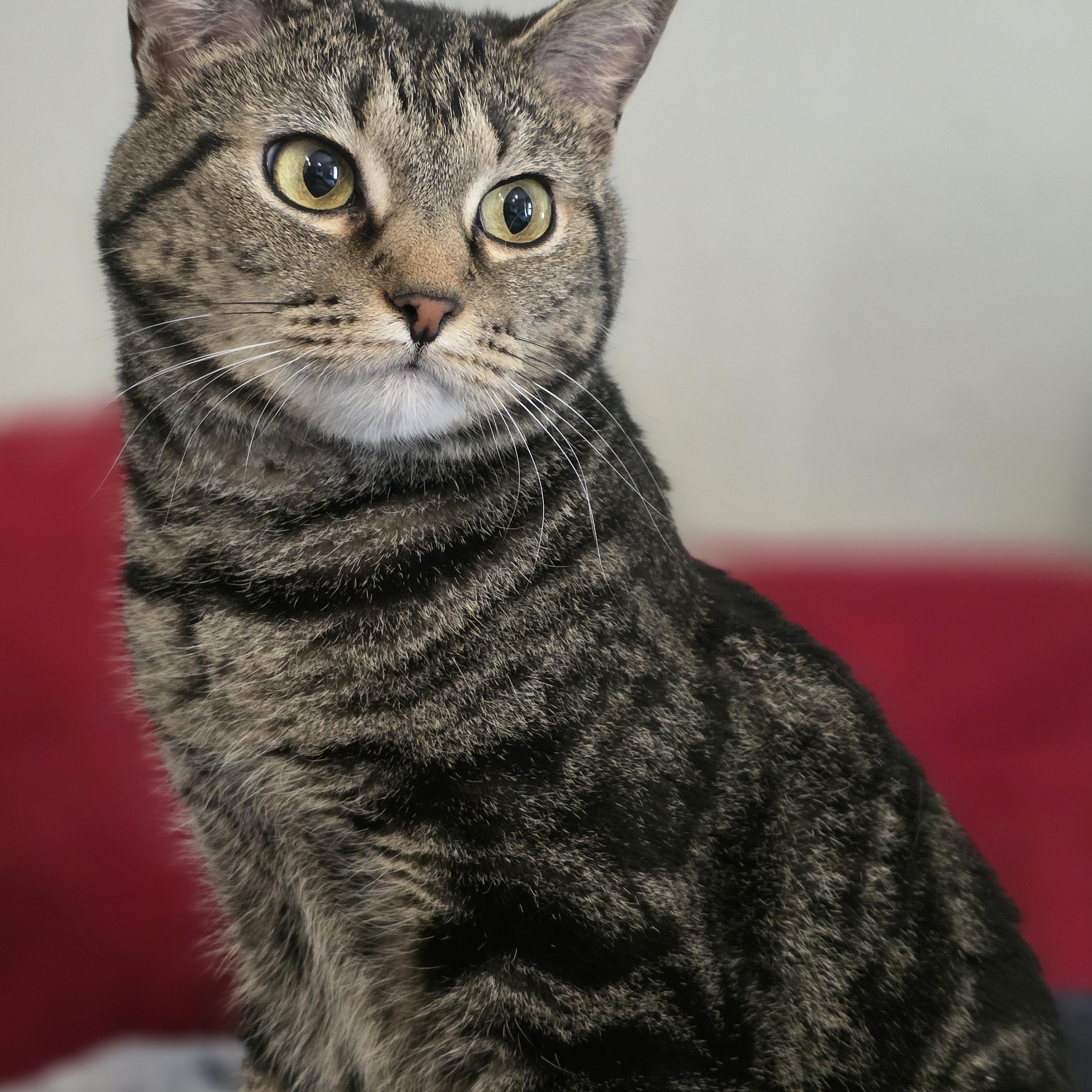 Moon, ADOPTABLE, Adult Female Domestic Short Hair.