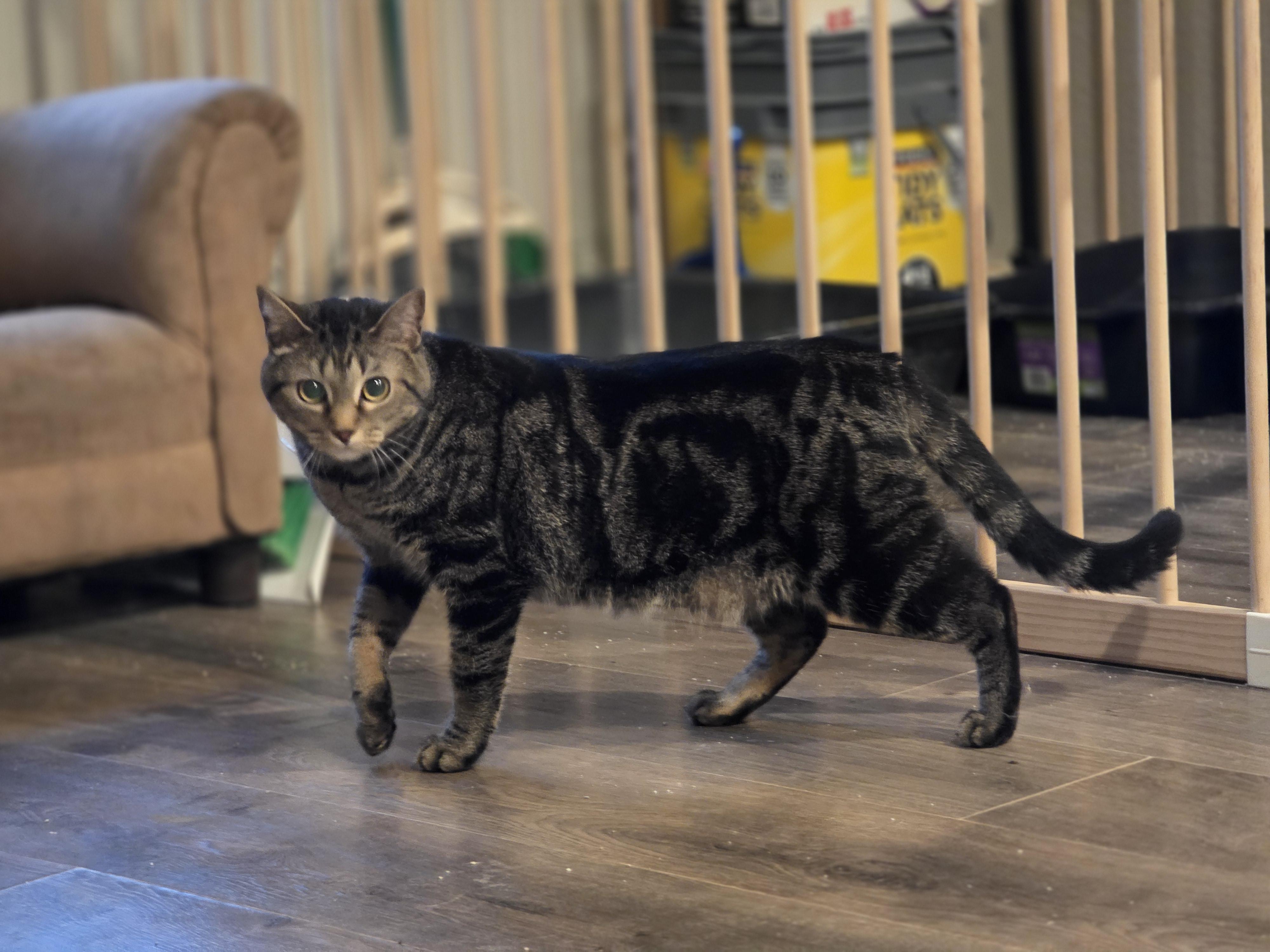 Enlarge Moon, a ADOPTABLE Domestic Short Hair in Royse City, TX image 3/4