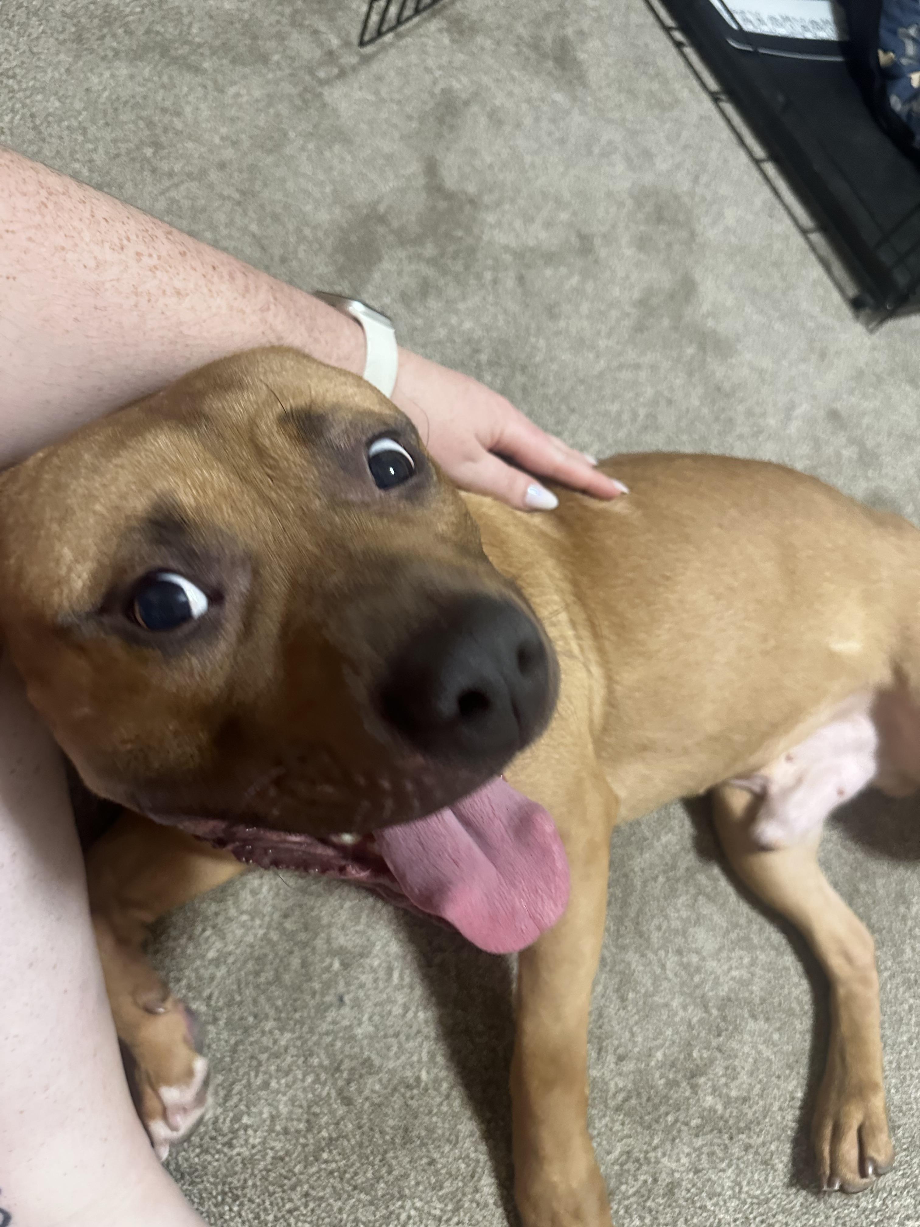 Miles, Adoptable, Adult Male American Staffordshire Terrier & Black Mouth Cur.