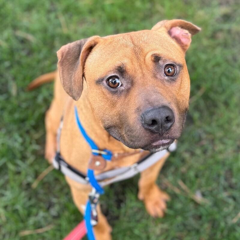 Enlarge Miles, a Adoptable mixed breed in Minneapolis, MN image 2/6