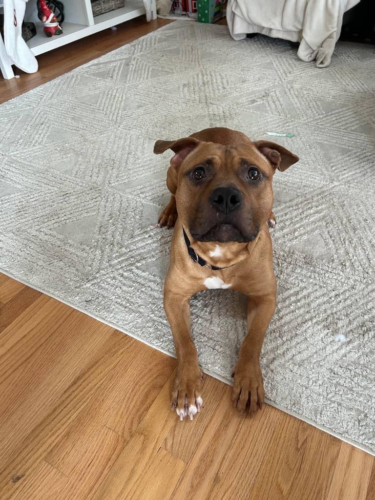 Enlarge Miles, a Adoptable mixed breed in Minneapolis, MN image 3/6