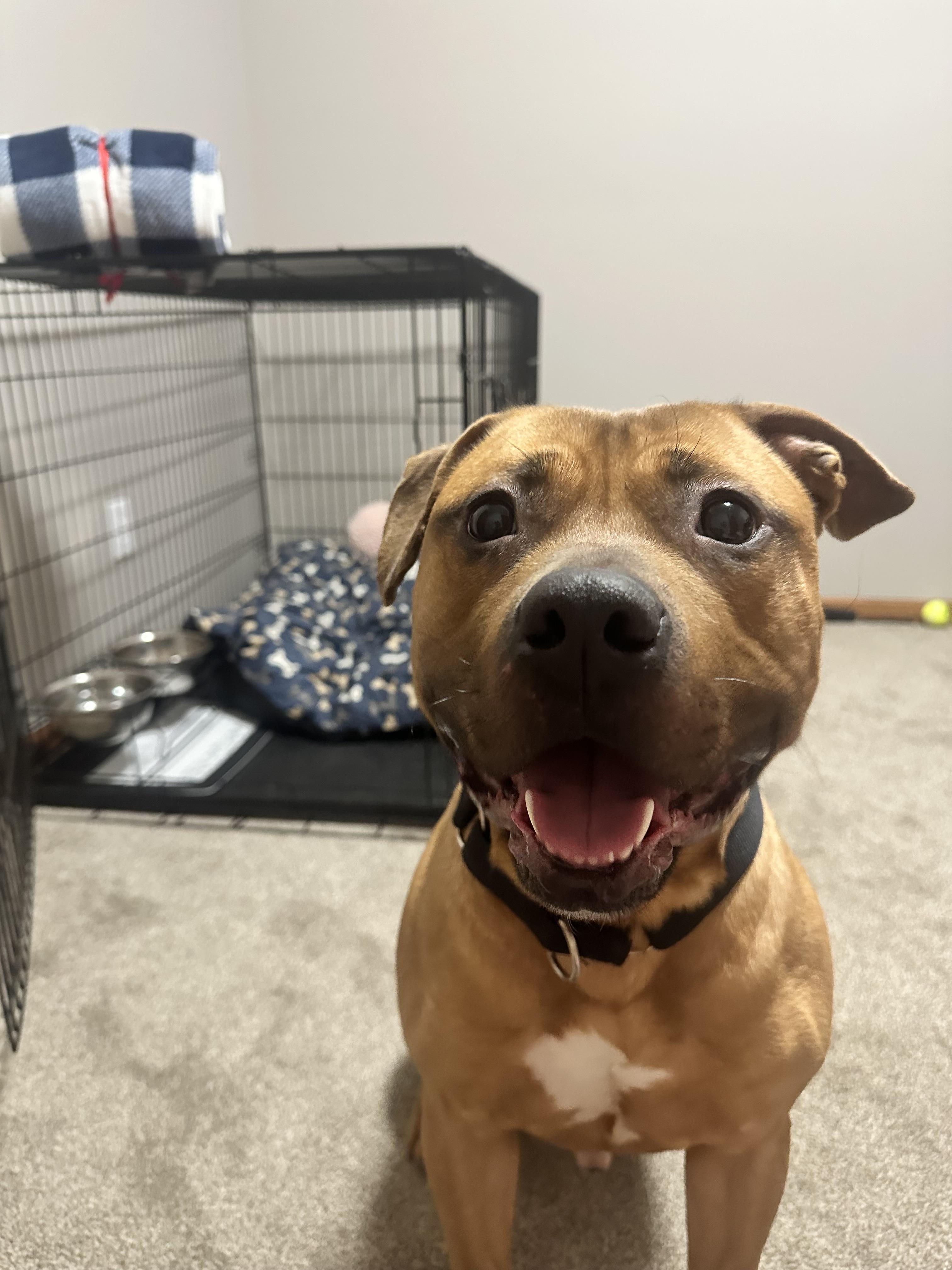 Enlarge Miles, a Adoptable mixed breed in Minneapolis, MN image 4/6