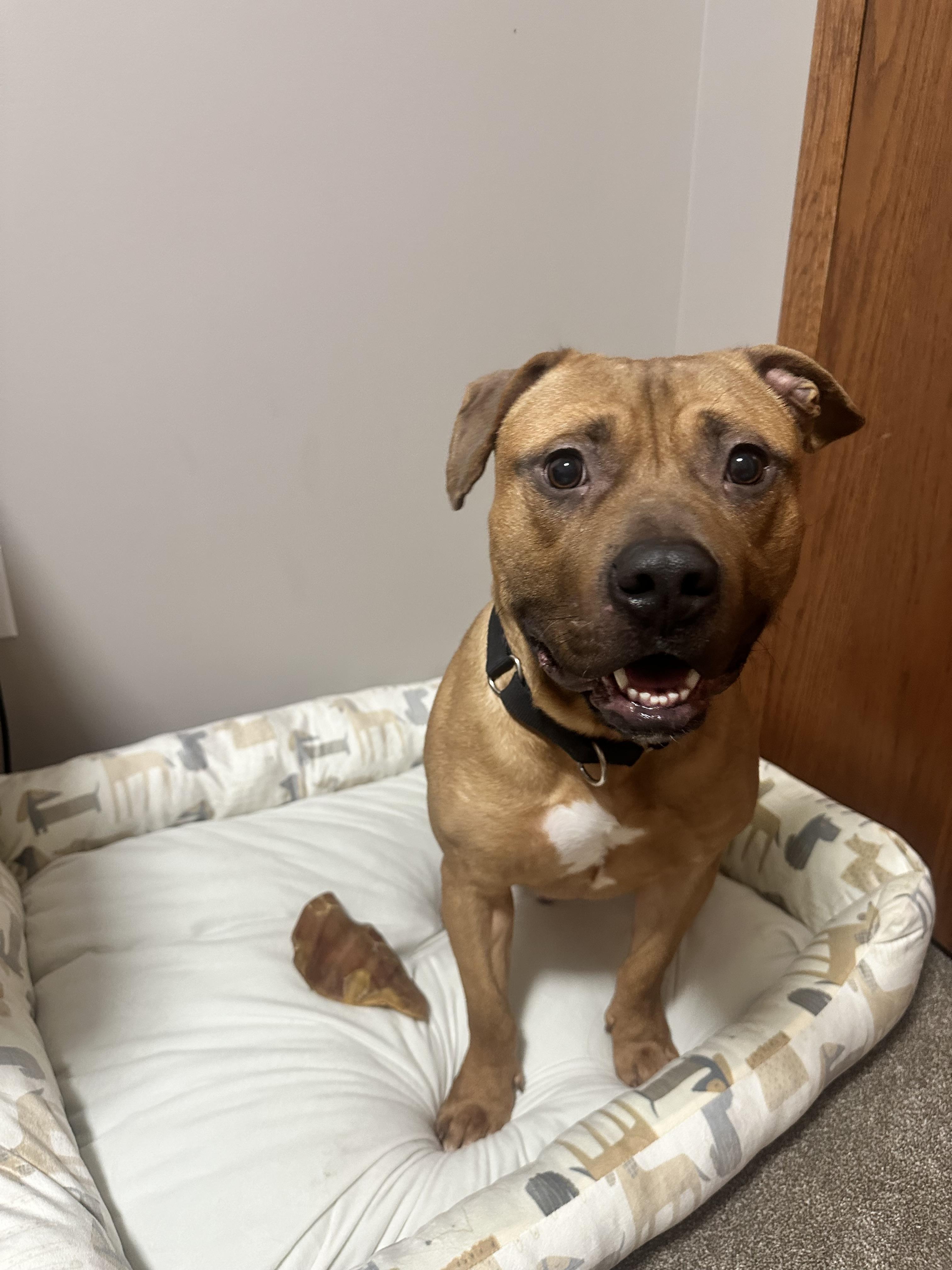 Enlarge Miles, a Adoptable mixed breed in Minneapolis, MN image 5/6