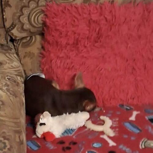 Tito, Adoptable, Young Male Chihuahua.