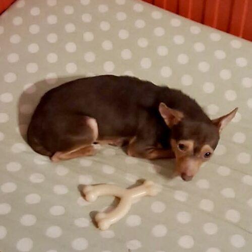 Enlarge Tito, a Adoptable Chihuahua in Sanford, NC image 2/5