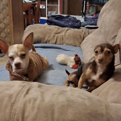 Enlarge Tito, a Adoptable Chihuahua in Sanford, NC image 3/5