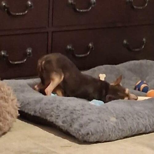 Enlarge Tito, a Adoptable Chihuahua in Sanford, NC image 4/5