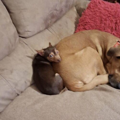 Enlarge Tito, a Adoptable Chihuahua in Sanford, NC image 5/5