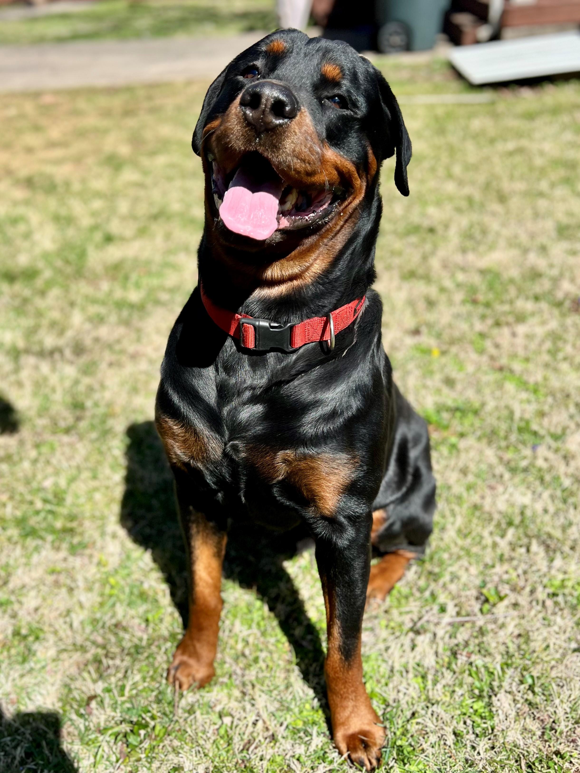 Enlarge Dale, a Adopted Rottweiler in Nashville, TN image 1/6