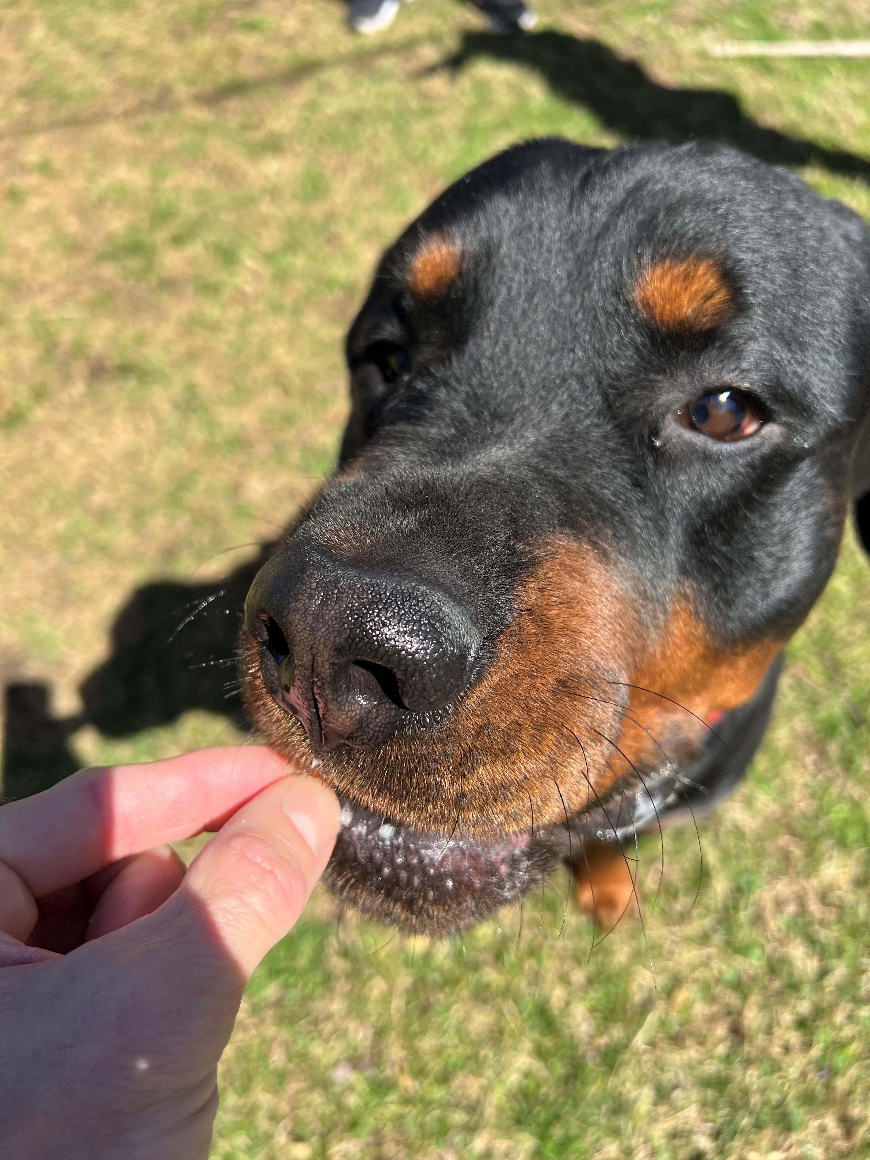 Dale, Adopted, Young Male Rottweiler.