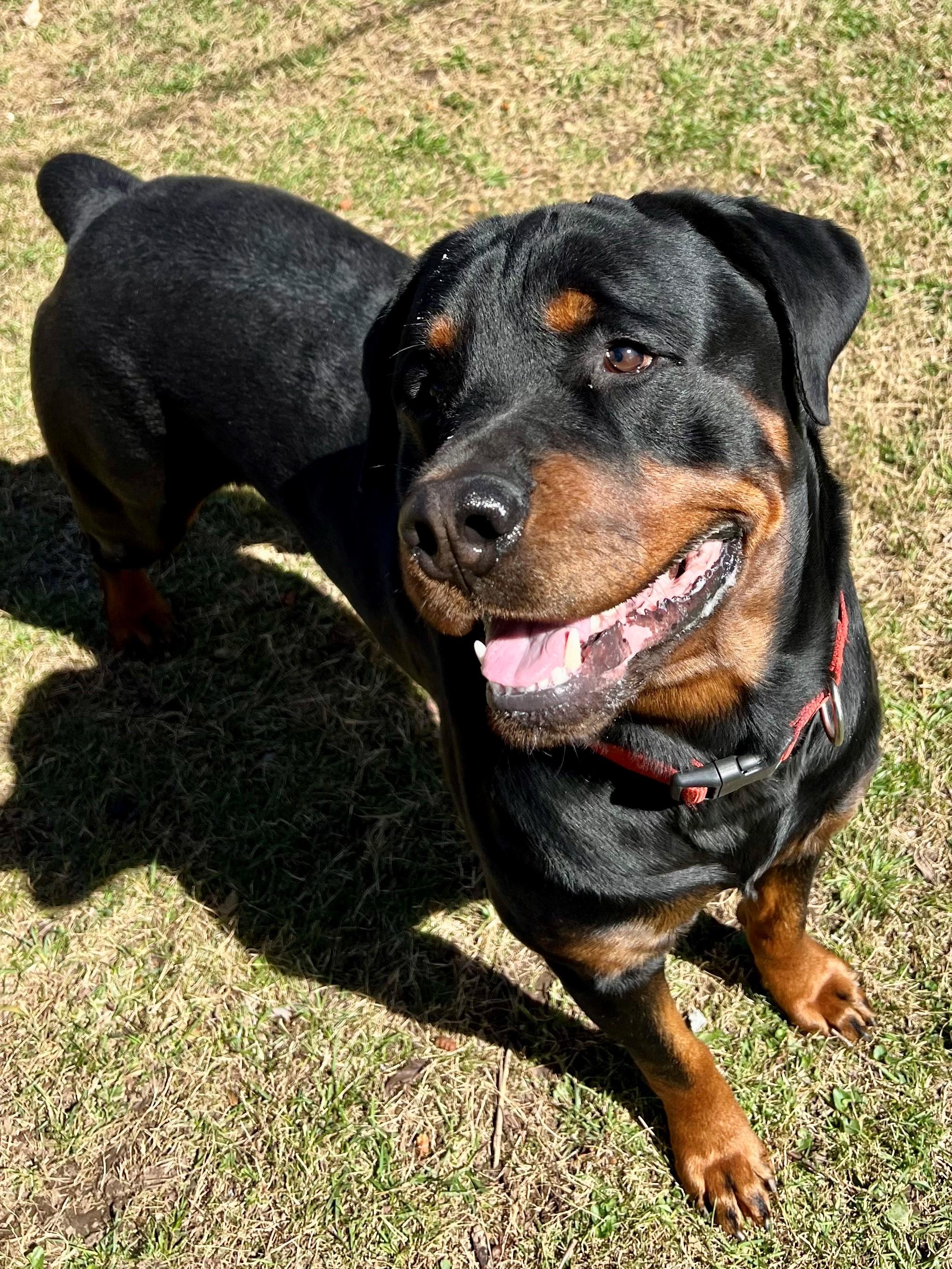 Enlarge Dale, a Adopted Rottweiler in Nashville, TN image 3/6