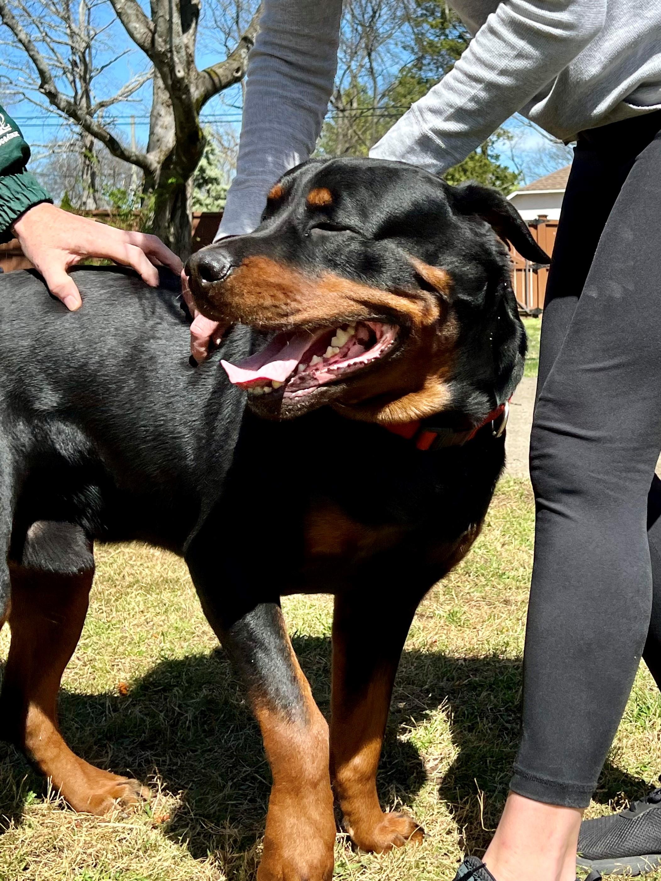 Enlarge Dale, a Adopted Rottweiler in Nashville, TN image 6/6