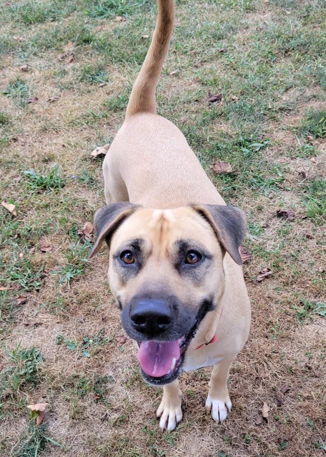 Enlarge Deja, a Adoptable mixed breed in Lisbon, OH image 2/6