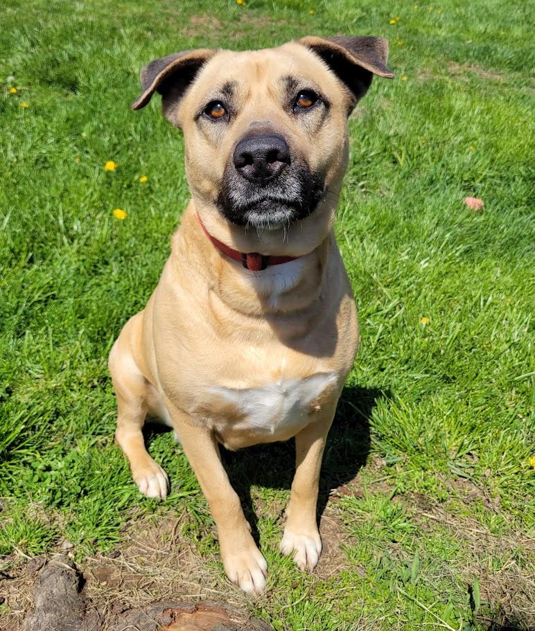 Deja, a Adoptable mixed breed in Lisbon, OH image 1/6