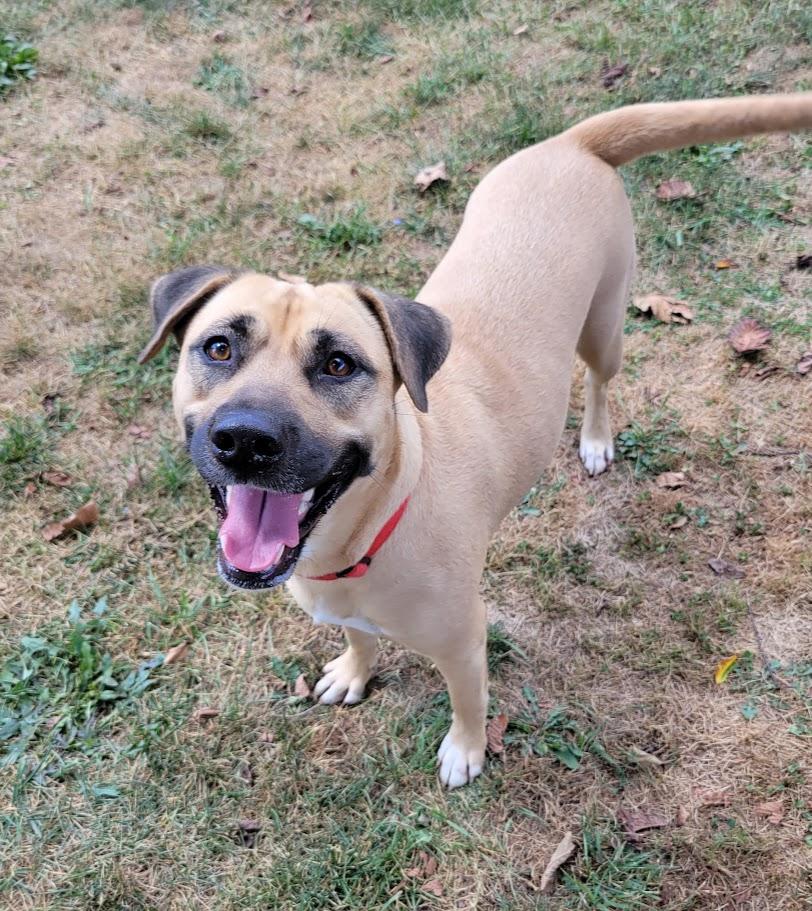 Enlarge Deja, a Adoptable mixed breed in Lisbon, OH image 6/6